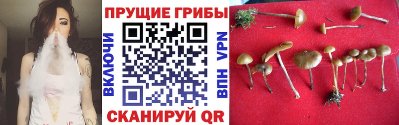 Псилоцибиновые грибы Psilocybe  наркота  Алагир 